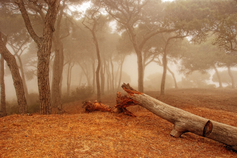 Potente Niebla