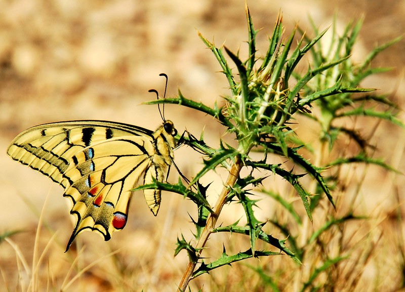 Mariposa