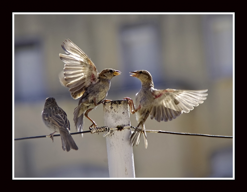 Pelea gorriones1