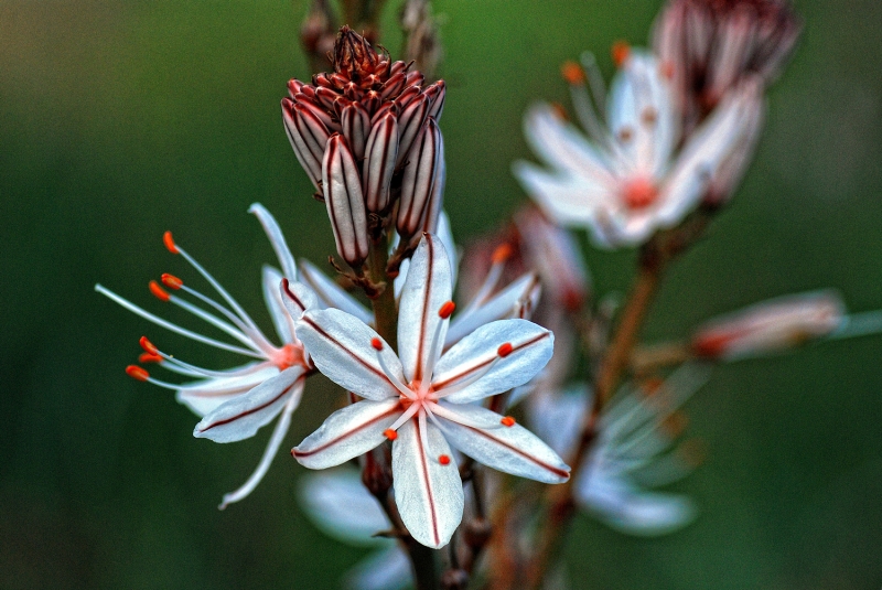 Primavera