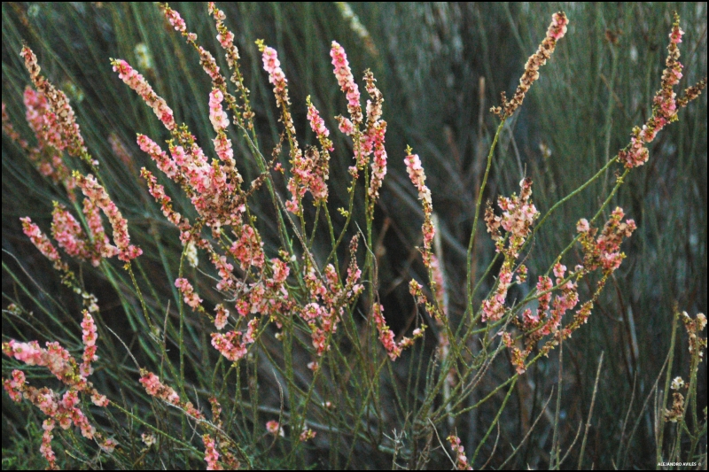 Flores silvestres