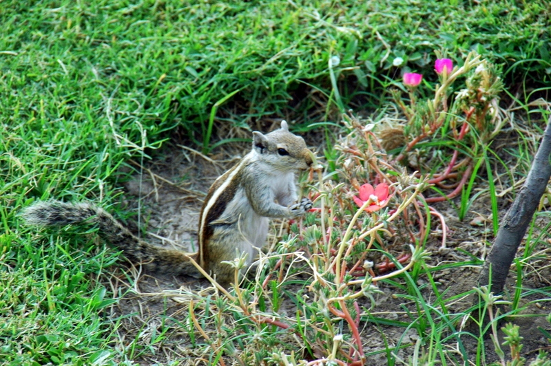 Cuida del jardn