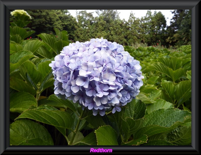 Hortensia en floracin