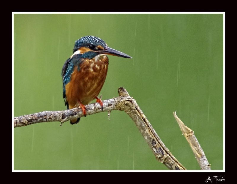 Martin bajo la lluvia