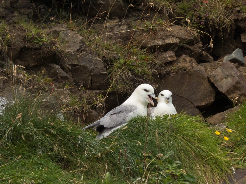 nido de gaviotas