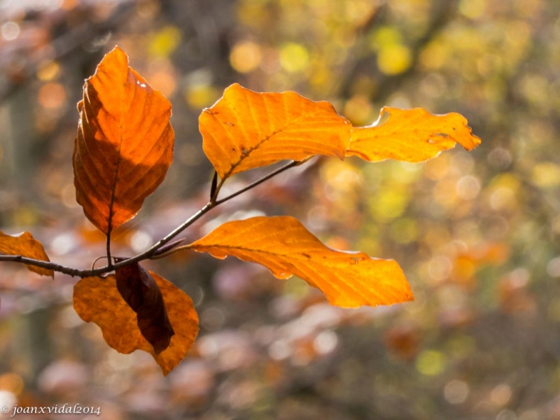 FULLES DE TARDOR