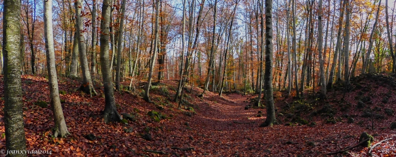 SINFONIA DE TARDOR