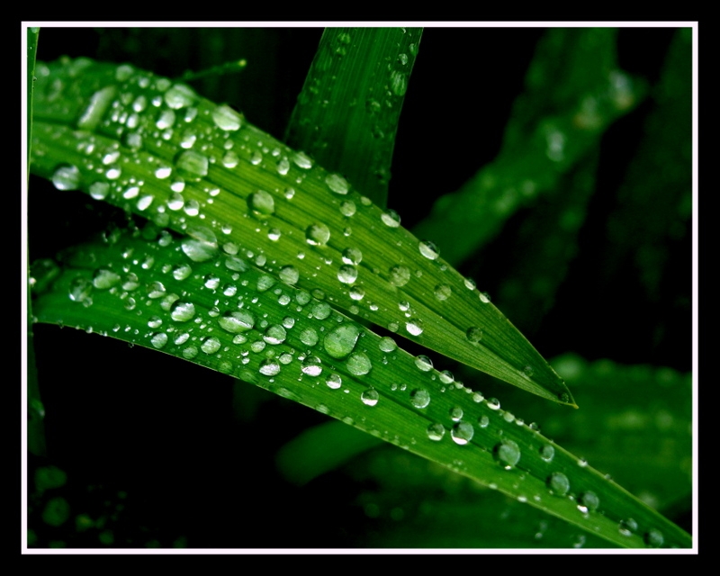 gotas de lluvia