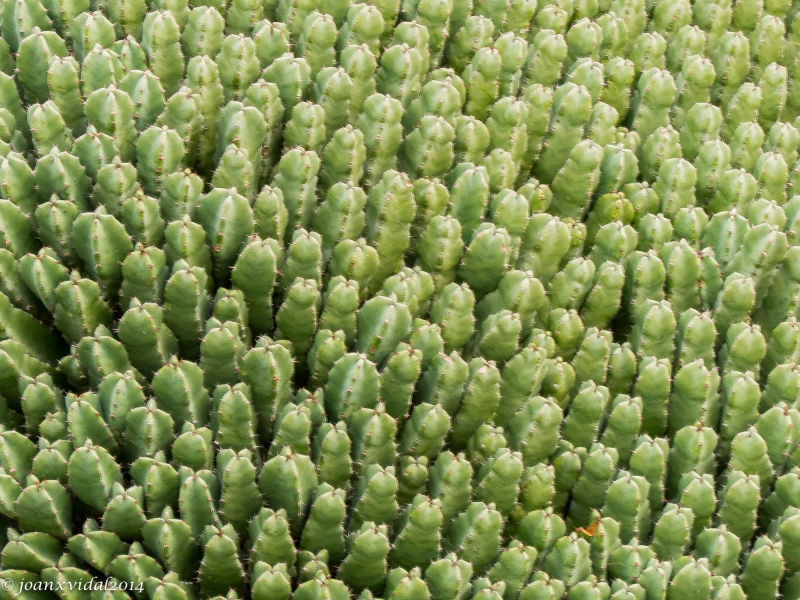 cactus enanos