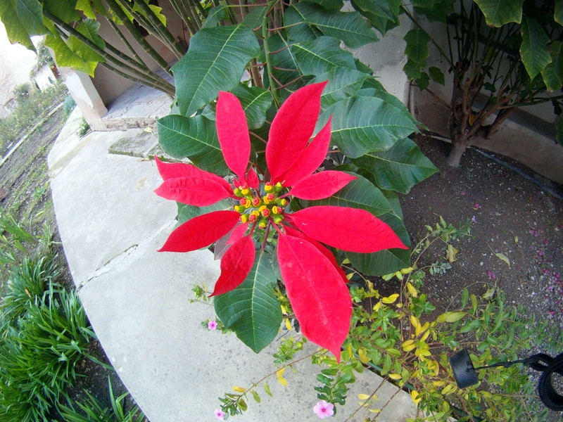 Flor de la Navidad