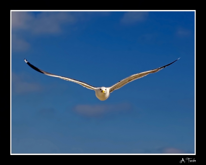 Vuelo rasante