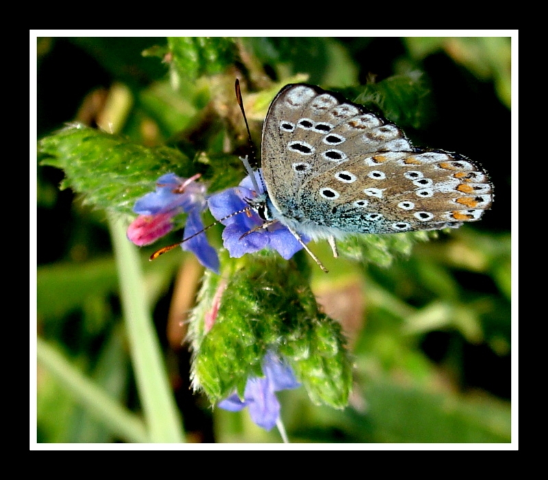 mariposa