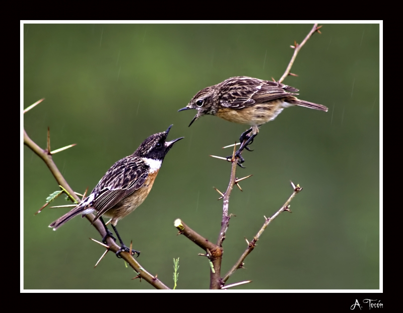 Pareja de tarabillas