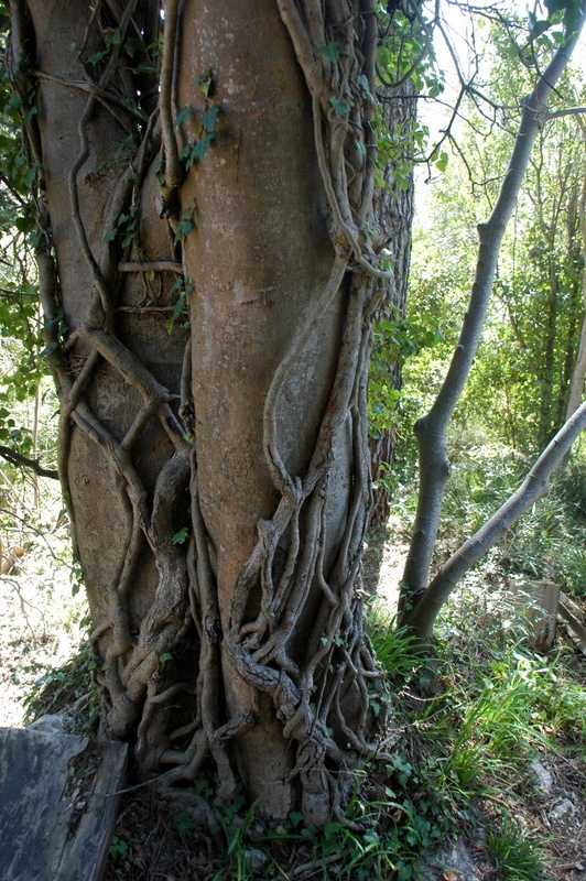 Jardn Botnico 2