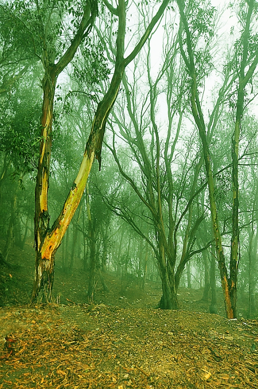 Gama de color